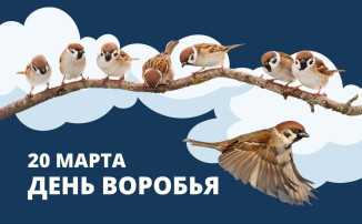 Всемирный день воробья Всемирный день воробья.